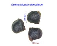 Gymnocalycium denudatum 1 JL.jpg